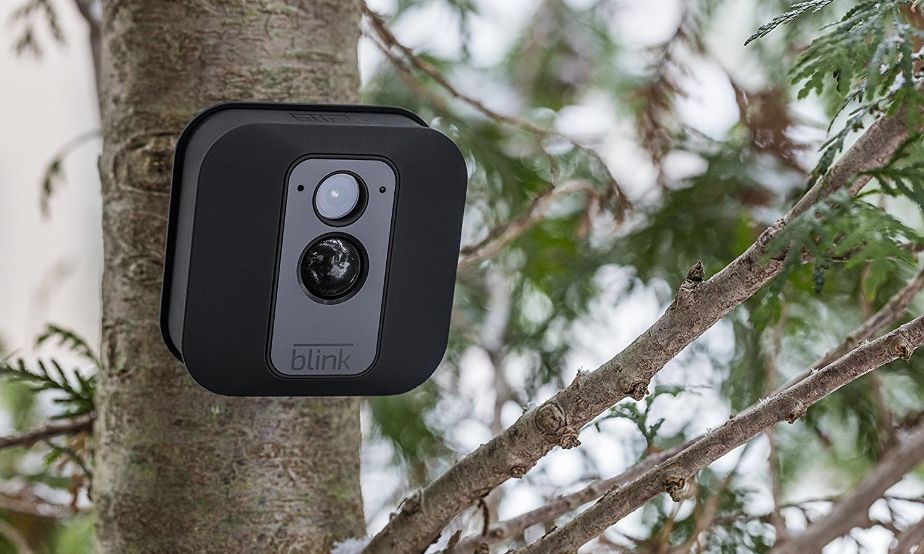 A Blink camera attached on a tree
